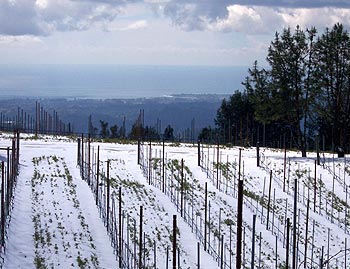 Snow covered vineyards in Santa Cruz Mountains